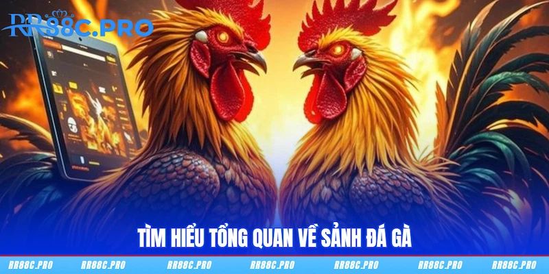 Tìm hiểu tổng quan về sảnh Đá gà
